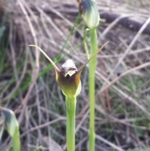 Pterostylis pedunculata at Hackett, ACT - suppressed