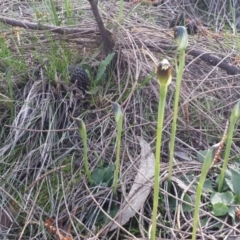 Pterostylis pedunculata at Hackett, ACT - suppressed