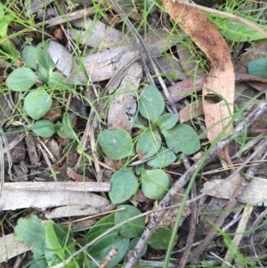 Diplodium ampliatum at Canberra Central, ACT - suppressed