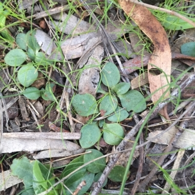 Diplodium ampliatum (Large Autumn Greenhood) at Mount Majura - 10 Sep 2015 by AaronClausen