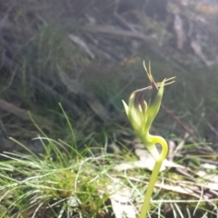 Pterostylis pedunculata (Maroonhood) at Hackett, ACT - 10 Sep 2015 by MattM