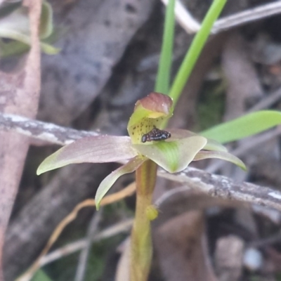 Chiloglottis trapeziformis (Diamond Ant Orchid) at Black Mountain - 9 Sep 2015 by MattM