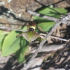 Chiloglottis trapeziformis at Bruce, ACT - 10 Sep 2015