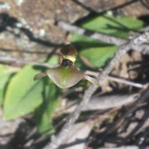 Chiloglottis trapeziformis at Bruce, ACT - 10 Sep 2015