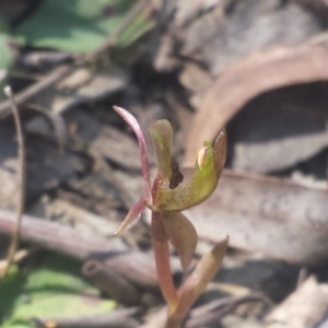 Chiloglottis trapeziformis at Bruce, ACT - 10 Sep 2015