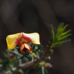 Dillwynia phylicoides (A Parrot-pea) at Black Mountain - 9 Sep 2015 by KenT