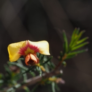 Dillwynia phylicoides at Acton, ACT - 9 Sep 2015 10:41 AM