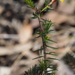 Dillwynia phylicoides at Acton, ACT - 9 Sep 2015