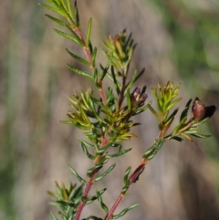 Dillwynia phylicoides at Acton, ACT - 9 Sep 2015