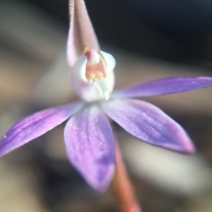 Caladenia fuscata at Wallaroo, NSW - 10 Sep 2015