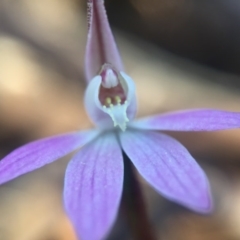 Caladenia fuscata at Wallaroo, NSW - 10 Sep 2015