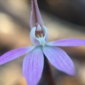 Caladenia fuscata at Wallaroo, NSW - 10 Sep 2015