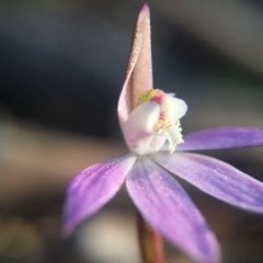 Caladenia fuscata at Wallaroo, NSW - 10 Sep 2015