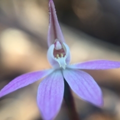 Caladenia fuscata at Wallaroo, NSW - 10 Sep 2015