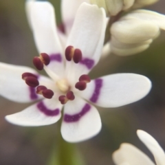 Wurmbea dioica subsp. dioica (Early Nancy) at Ginninderry - 10 Sep 2015 by JasonC