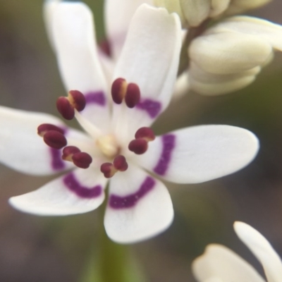 Wurmbea dioica subsp. dioica (Early Nancy) at Ginninderry - 10 Sep 2015 by JasonC