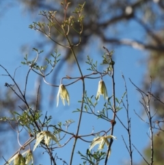 Clematis leptophylla (Small-leaf Clematis, Old Man's Beard) at Acton, ACT - 9 Sep 2015 by KenT