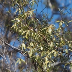 Clematis leptophylla at Acton, ACT - 9 Sep 2015 09:22 AM