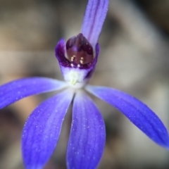 Cyanicula caerulea (Blue Fingers, Blue Fairies) at Bruce, ACT - 10 Sep 2015 by JasonC