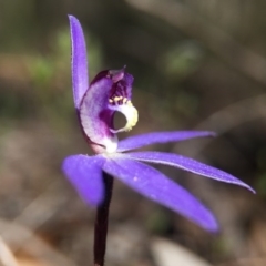 Cyanicula caerulea at Bruce, ACT - 10 Sep 2015