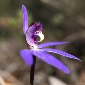 Cyanicula caerulea at Bruce, ACT - 10 Sep 2015