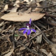 Cyanicula caerulea at Bruce, ACT - 10 Sep 2015