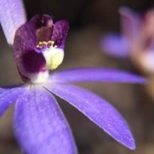 Cyanicula caerulea at Bruce, ACT - 10 Sep 2015