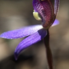 Cyanicula caerulea at Bruce, ACT - 10 Sep 2015