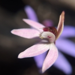 Caladenia fuscata (Dusky Fingers) at Point 751 - 10 Sep 2015 by JasonC