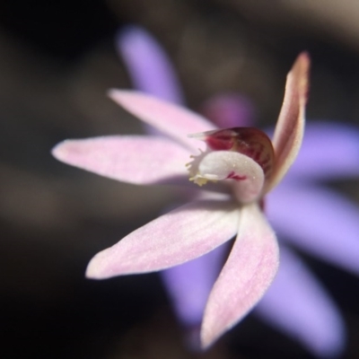 Caladenia fuscata (Dusky Fingers) at Point 751 - 10 Sep 2015 by JasonC