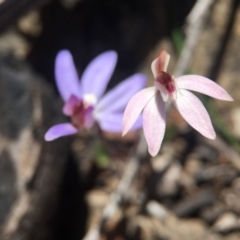 Caladenia fuscata at Point 751 - suppressed