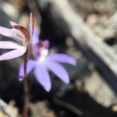 Caladenia fuscata at Point 751 - suppressed