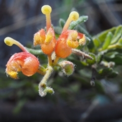 Grevillea alpina (Mountain Grevillea / Cat's Claws Grevillea) at Black Mountain - 9 Sep 2015 by KenT