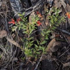 Grevillea alpina at Acton, ACT - 9 Sep 2015 10:24 AM