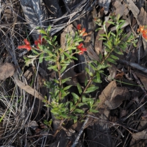 Grevillea alpina at Acton, ACT - 9 Sep 2015