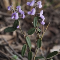 Hovea heterophylla (Common Hovea) at Black Mountain - 9 Sep 2015 by KenT