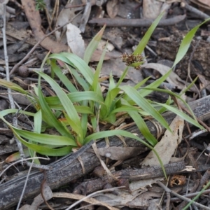 Luzula densiflora at Acton, ACT - 9 Sep 2015 11:18 AM