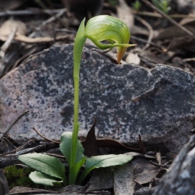 Pterostylis nutans (Nodding Greenhood) at Black Mountain - 9 Sep 2015 by KenT