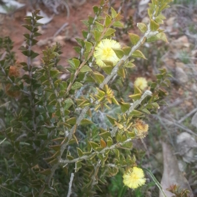 Acacia gunnii (Ploughshare Wattle) at Mount Majura - 6 Sep 2015 by MAX