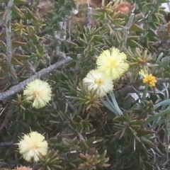 Acacia gunnii at Majura, ACT - 6 Sep 2015