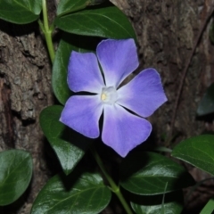 Vinca major (Blue Periwinkle) at Gordon, ACT - 10 Sep 2015 by michaelb