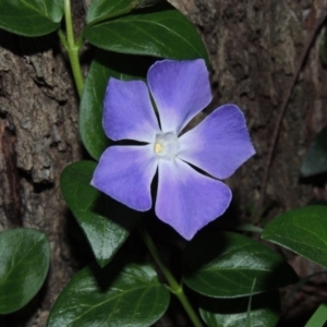 Vinca major at Gordon, ACT - 10 Sep 2015 07:47 PM