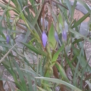 Stypandra glauca at Majura, ACT - 6 Sep 2015