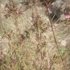 Indigofera adesmiifolia (Tick Indigo) at Sherwood Forest - 10 Sep 2015 by gregbaines