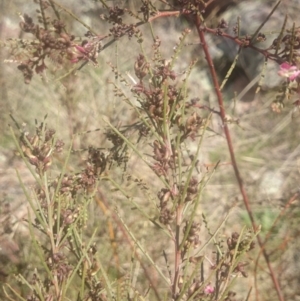 Indigofera adesmiifolia at Coree, ACT - 10 Sep 2015