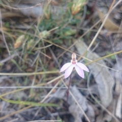 Caladenia fuscata (Dusky Fingers) at Coree, ACT - 10 Sep 2015 by gregbaines