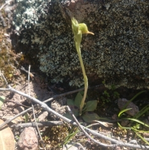 Oligochaetochilus hamatus at Coree, ACT - suppressed