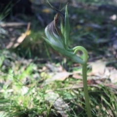 Pterostylis pedunculata (Maroonhood) at Mount Majura - 11 Sep 2015 by AaronClausen