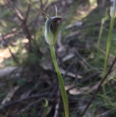 Pterostylis pedunculata at Hackett, ACT - suppressed