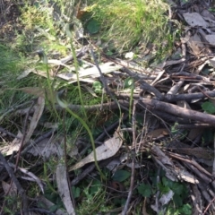 Pterostylis pedunculata at Hackett, ACT - suppressed